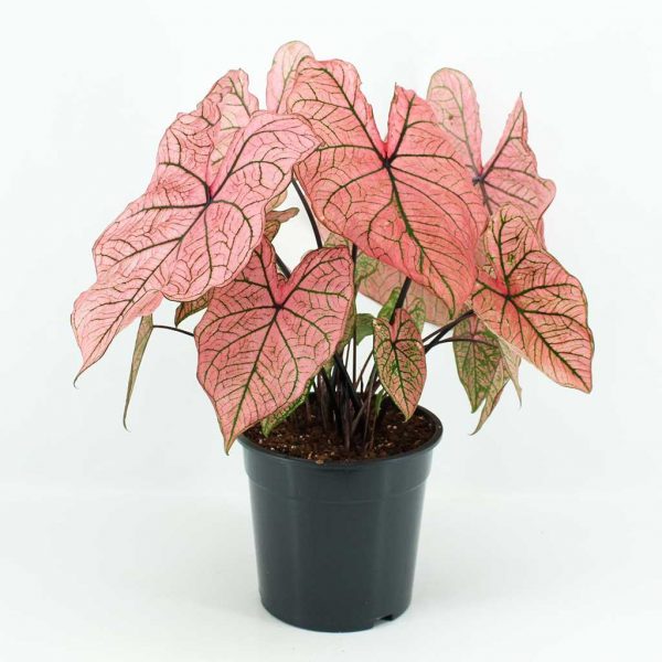 Caladium Spring fling