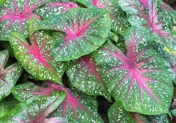 Caladium Red White and Green